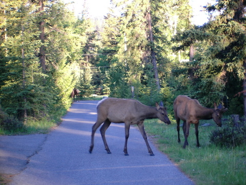 Wandering wapiti.JPG